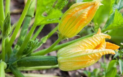 Zucchini flowers